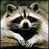 Avatar de Mapache